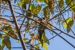 Pycnonotus tympanistrigus