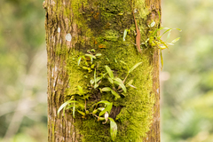 Dasia olivacea