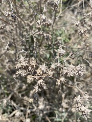 Atriplex acanthocarpa