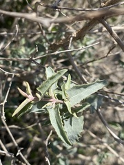 Atriplex acanthocarpa