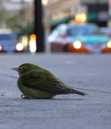 Tennessee Warbler, photo 10 of 10