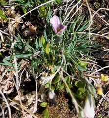 Gypsophila capituliflora