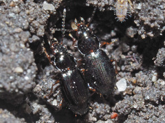 Bembidion obtusum