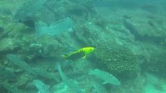 Mycteroperca rosacea