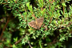 Chrysolarentia cataphaea