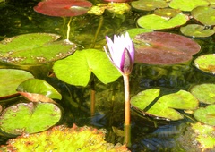 Nymphaea
