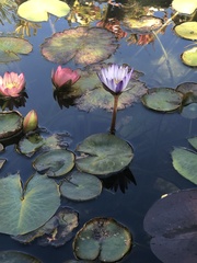 Nymphaea