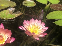 Nymphaea