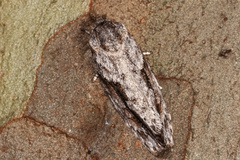 Agriophara confertella