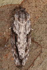 Agriophara confertella