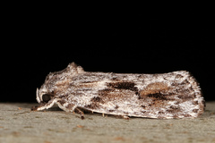 Agriophara confertella