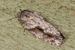 Agriophara confertella