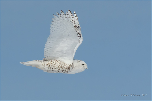 Snowy Owl
