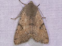Orthosia behrensiana