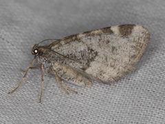 Stamnodes coenonymphata