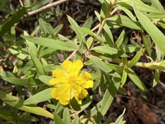 Hibbertia saligna