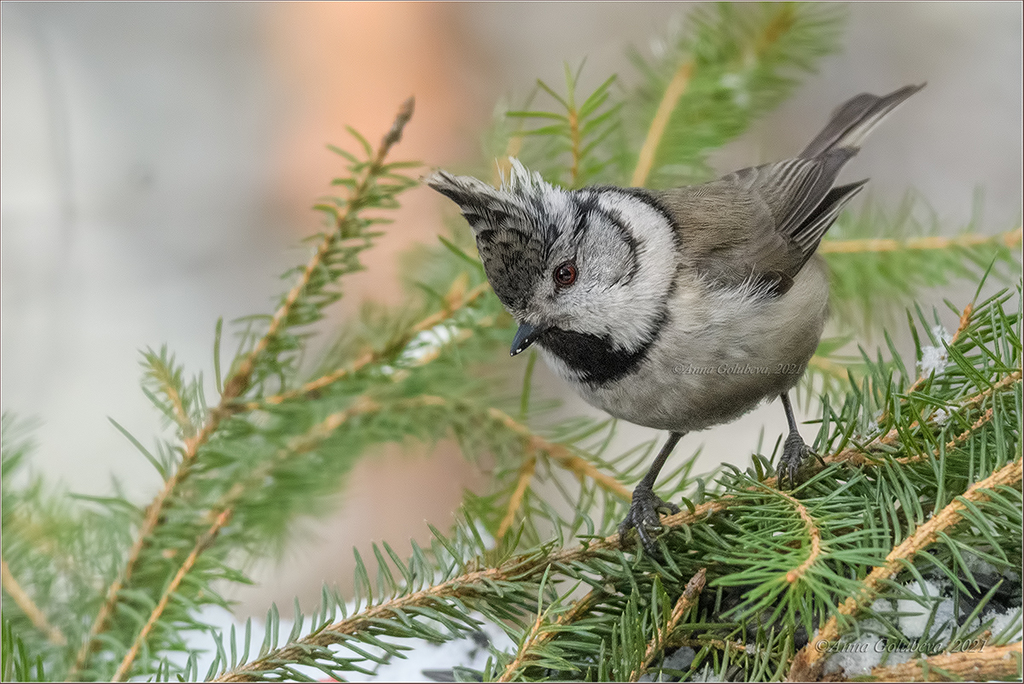 Crested Tits