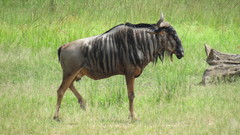 Connochaetes taurinus johnstoni