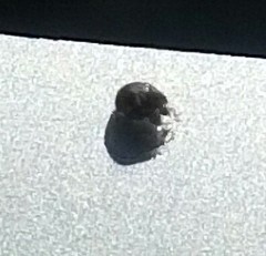 Psyllobora vigintimaculata