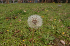 Taraxacum officinale