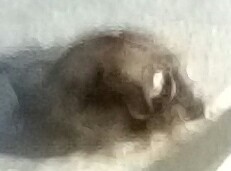 Psyllobora vigintimaculata