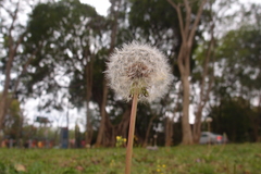 Taraxacum officinale