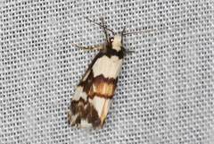 Philenora irregularis