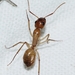 Camponotus turkestanus - Photo no rights reserved, uploaded by Иван Пристрем