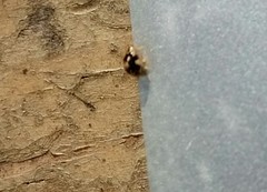 Psyllobora vigintimaculata