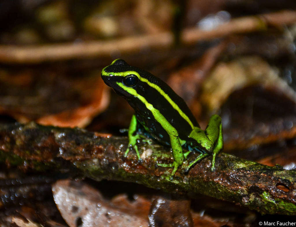 Three-striped Poison Frog