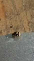 Psyllobora vigintimaculata