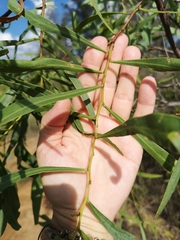 Acacia macradenia
