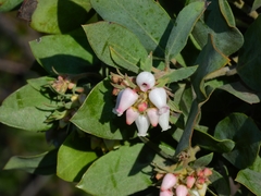 Arctostaphylos canescens sonomensis