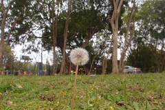Taraxacum officinale