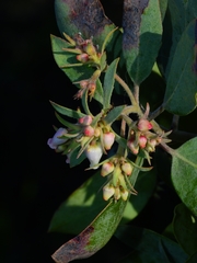 Arctostaphylos canescens sonomensis
