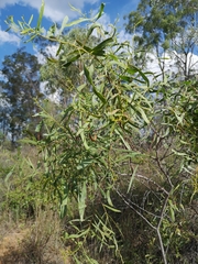 Acacia macradenia
