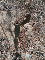 Opuntia karwinskiana