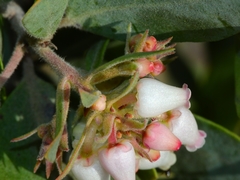 Arctostaphylos canescens sonomensis