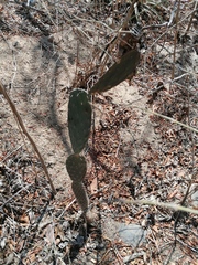 Opuntia karwinskiana