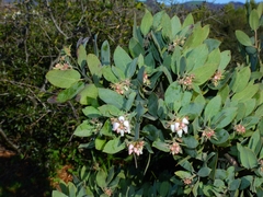 Arctostaphylos canescens sonomensis