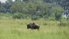 Connochaetes taurinus johnstoni