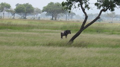 Connochaetes taurinus johnstoni