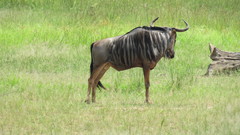 Connochaetes taurinus johnstoni