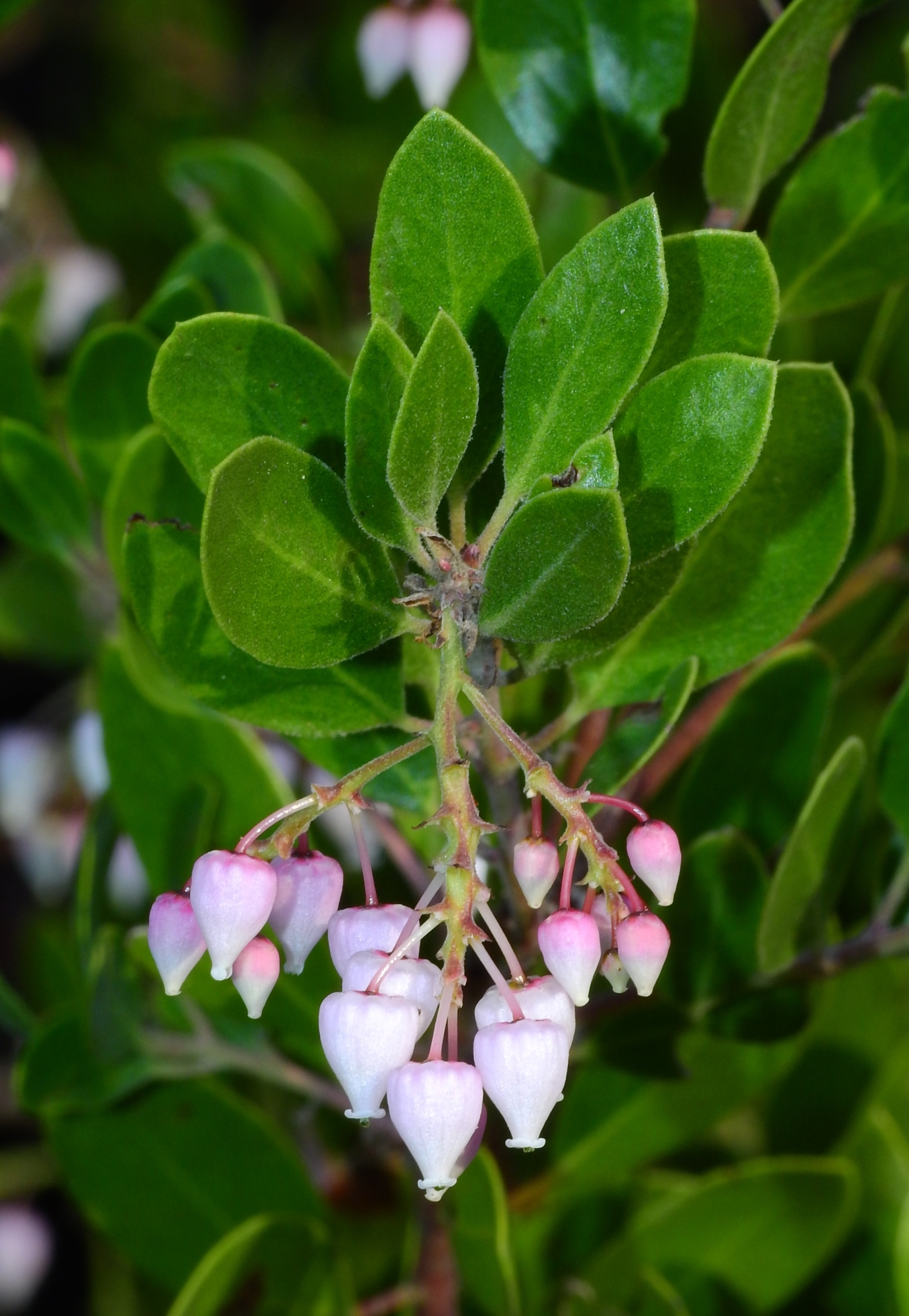 Arctostaphylos densiflora