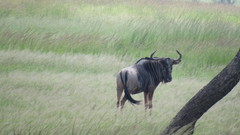 Connochaetes taurinus johnstoni