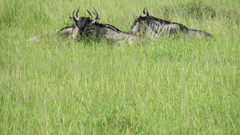 Connochaetes taurinus johnstoni