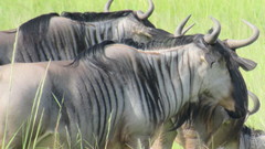 Connochaetes taurinus johnstoni