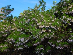 Arctostaphylos densiflora
