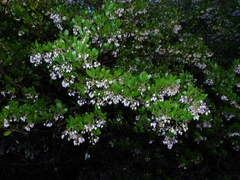 Arctostaphylos densiflora