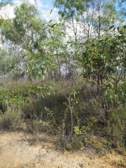 Acacia macradenia